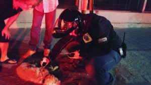 Aryeh Shavit treating the dog by Kibbutz Galuyot road